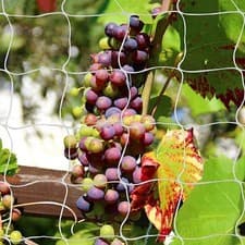 Image of Durable 5Ft x 30Ft Climbing Plant Netting - Perfect for Vegetables & Vines