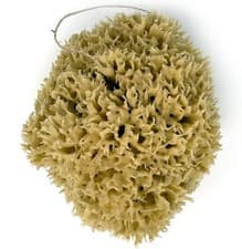 Image of 16-18CM Extra Large Natural Sea Sponge for Bathing – Honeycomb Shower Sponge ...