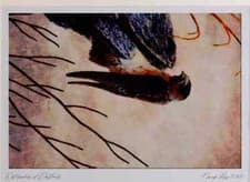 Image of 591077 Cliff Swallow Limited Edition Watercolour Print