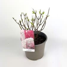 Image of Hydrangea paniculata ‘Vanille Fraise’ 19cm Outdoorplant