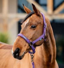 Image of Horseware Amigo Headcollar & Leadrope Set Fleece Lined Padded Adjustable P/C/F
