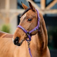 Image of Horseware Amigo Headcollar and Leadrope Set - Winterberry