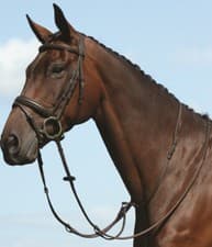 Image of Collegiate Syntovia+ Plain Flat Running Martingale