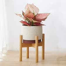 Image of Large 35cm Indoor Plant Pot Stand Brown Tribal Cement 35cm Pot Holder Planter UK