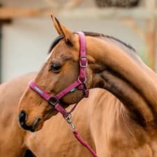 Image of Horseware Amigo Headcollar and Leadrope Set - Mulberry