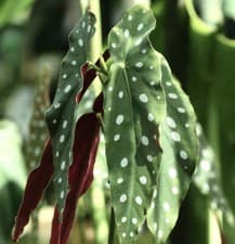 Image of Begonia maculata cv “WIGHTII" 15-30cm -