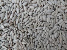 Image of Sunflower Hearts Premium BAKERY GRADE wild bird feed 12.5kg -Next Day DELIVERY -