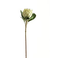 Image of Large White Protea
