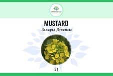 Image of BACH FLOWER REMEDIES (A-M) - Homeopathic Remedy - Select your Formation & Size