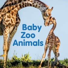 Image of Baby Zoo Animals Board book by New Holland Publishers (Board book)