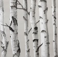 Image of Nu Wallpaper Birch Tree 52.07cm x 5.49m Self-adhesive Wallpaper