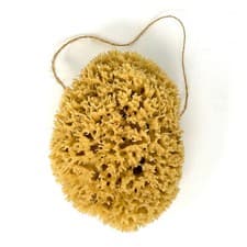 Image of Large Natural Sponges for Bathing - Eco Friendly Sponges from the Ocean (14-1...