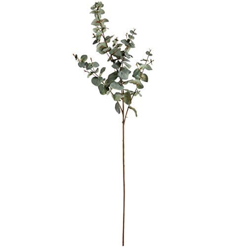 Image of The Recipe Variegated Eucalyptus