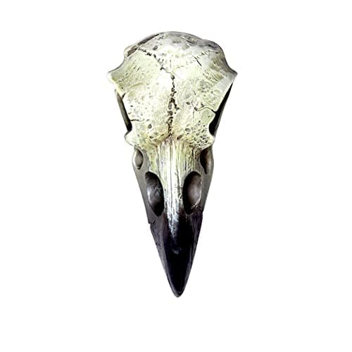 Image of Small Raven Skull