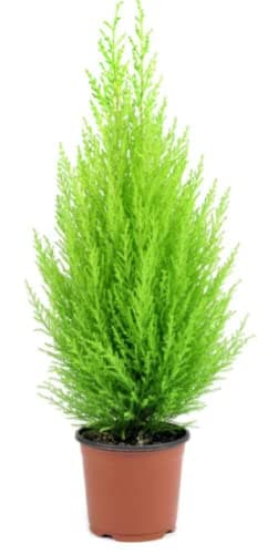 Image of Conifer Tree- Italian Cypress Plant- Outdoor Garden Plant 1 x Cupressus Plants in 10.5cm Pot