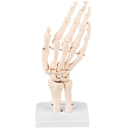 Image of Life Size Human Hand Skeleton Model Anatomical Hand Bone with Articulated Joints Wrist, for Medical Study, Drawing,Education, Teaching, Display on Base