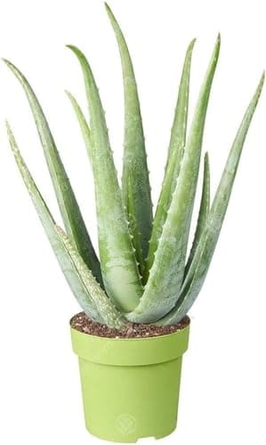 Image of 1 x GardenersDream Aloe Vera Plant – Live Air Purifying Indoor Houseplant - Evergreen Healing Succulent – Low Maintenance Indoor Plant for Home & Office - Gift for Plant Lovers (12cm Pot, 20-30cm)