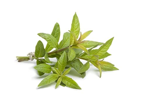 Image of Lemon Verbena Plants, 3 x Full Plants in 9cm Pots, Lemon Verbena, Garden Herbs, Ready to Plant, Premium Quality Herbs