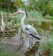 Image of Decoy Heron Bird Scarer (784) Protect Your Pond from Heron, Birds, Cats.