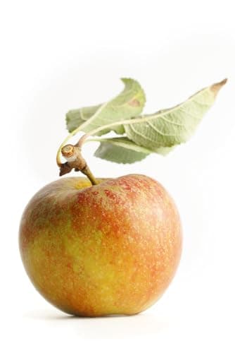 Image of Apple Tree 'Queen Cox', 2 x Large Plants in 15 Litre Pots, 2.4 m - 2.8 Metre Height, Premium Quality Fruit Trees