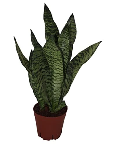 Image of Sansevieria Super Green Mother in Law Tongue Indoor Plant in 9 cm Pot Approx 25 cm Tall
