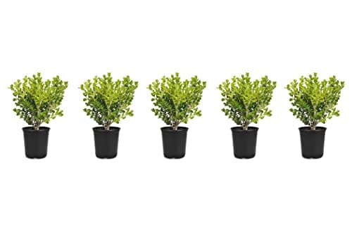 Image of Japanese Boxwood | 5 Live 4 Inch Pots | Buxus Microphylla | Formal Evergreen Low Maintenance Hedge Plants