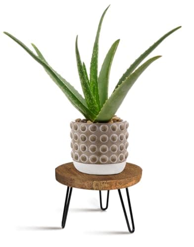 Image of OBTAIN Plant Stand Indoor Outdoor, Wooden plant Stool, Mid Century Plant Stand for Indoor Plants, Wood Modern Plant Holder Rattan Flower, Low Short Boho Rustic Planter Stand Fit 5-15 Inch Pot(M)