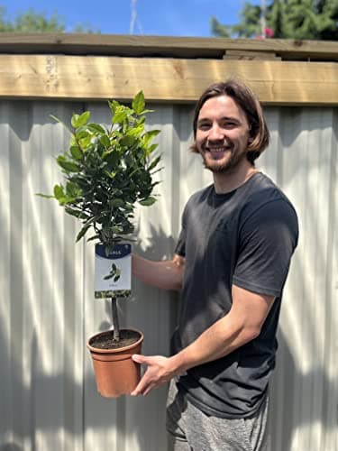 Image of 1 Standard Bay Tree | Potted Patio Tree | Laurus nobilis | 75cm Tall | Plant for Front Door |