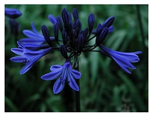 Image of Agapanthus Midnight Star (Navy Blue) ex 2 Litre Pot
