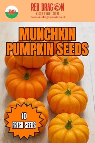 Image of Munchkin Pumpkin Seeds (10) – Miniature Orange Pumpkins – Decorative, High-Yielding & Easy to Grow – Perfect for Autumn Displays