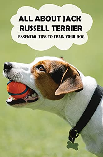 Image of All About Jack Russell Terrier: Essential Tips To Train Your Dog: Owning A Jack Russell