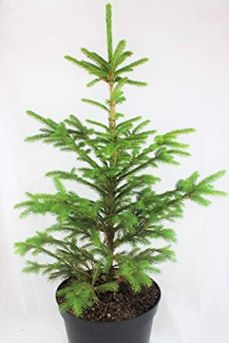 Image of Real, Living Norway Spruce Christmas Tree 3-4ft (90-120cm) (Tree)