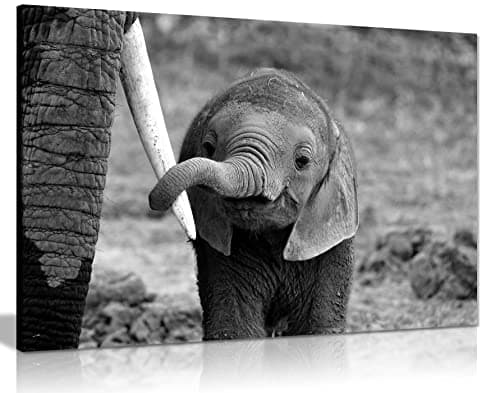 Image of Panther Print Fine Art Prints Black & White Baby Elephant holding Mother's Tusk Close Up Artistic Framed Canvas Print, Pictures for Home Walls, Bedroom, Living Room & Bathroom Decor 31x20cm (12x8in)