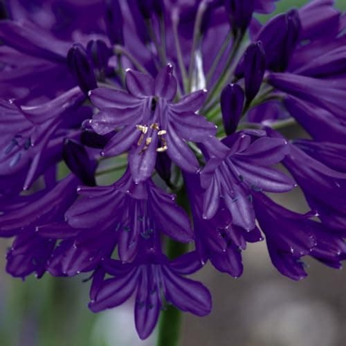 Image of Agapanthus 'Northern Star' - Hardy Perennial African Blue Lily with Masses of Blue Flowers, Ideal for Cutting, Summer Flowering Perennial – 1x 9cm Potted Plant by Thompson & Morgan