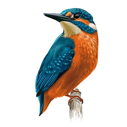 Image of Multicoloured Kingfisher Bird Wall Art Vinyl Stickers Kitchen Dining Mural