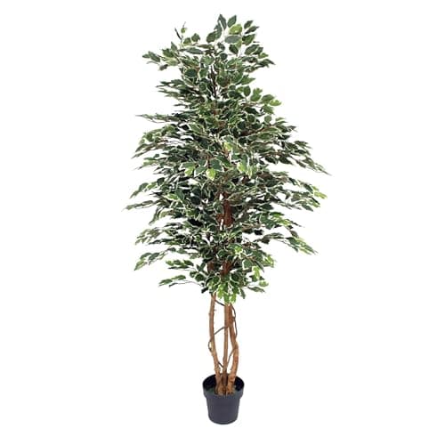 Image of Blooming Artificial - Ficus Tree Artificial Plant, Large Fake Plant in Pot for House and Indoors, Year Round Decorative Realistic Faux Foliage (Variegated) (180cm/ 6ft)