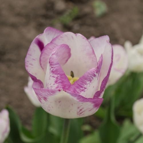 Image of Tulip ‘Shirley’ – Hardy Ivory and Soft Purple Feathered Tulip Bulbs for Stunning Garden and Cut Flowers, 16 Bulbs, by Thompson & Morgan