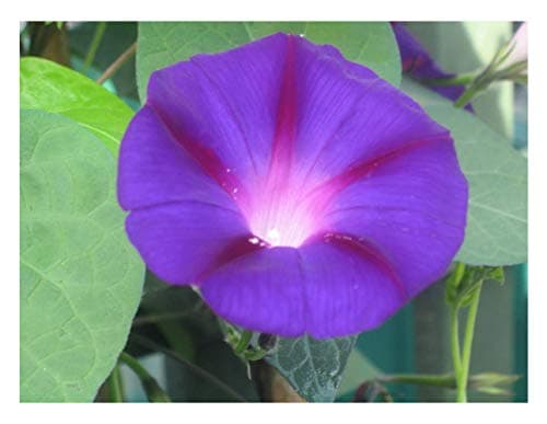 Image of PREMIER SEEDS DIRECT - Morning Glory - Ipomoea Seeds - Grandpa OTTS (800 Seeds)