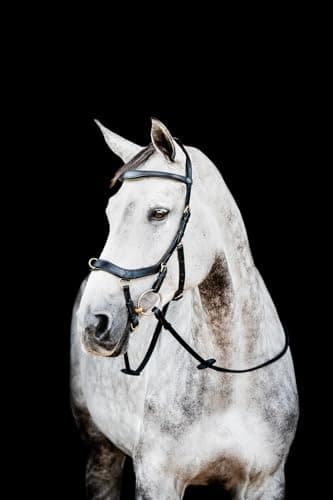 Image of Horseware HW Micklem2 Multi Bridle, Warmblood, Black