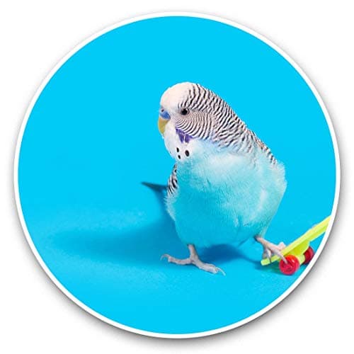 Image of Awesome Vinyl Stickers (Set of 2) 30cm - Blue Budgie Skateboarding Skater Fun Decals for Laptops,Tablets,Luggage,Scrap Booking,Fridges #44355