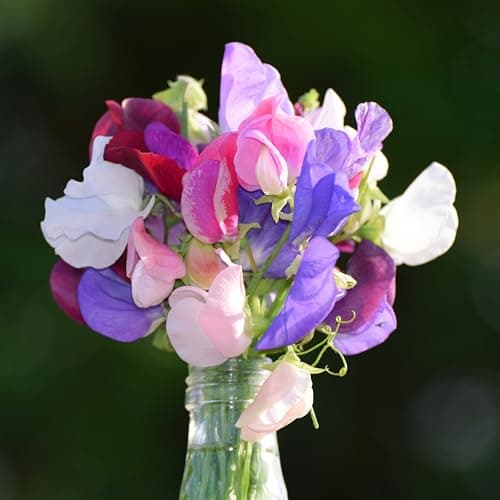 Image of PREMIER SEEDS DIRECT - Sweet Pea - Heaven Scent Mix - 45 Finest Seeds