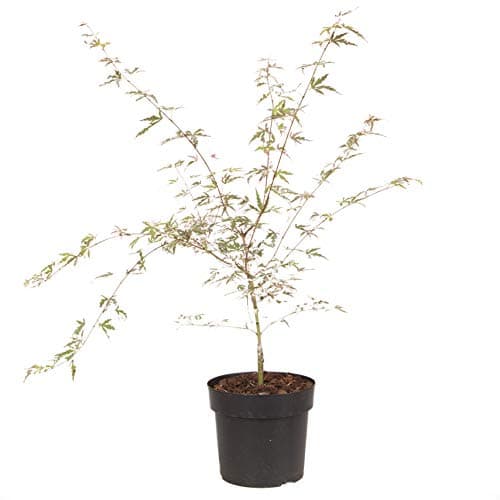 Image of YouGarden Acer Palmatum Tree 'Taylor' in a 3L Pot. Pink Japanese Maple Perfect for Japanese Garden. Acer for Garden Established Young Tree Potted for Gardens and Patios