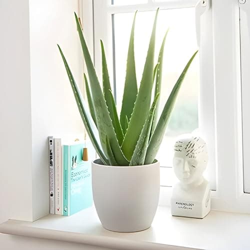 Image of Carbeth Plants Aloe Vera Plant in 11cm Pot - Healing Succulent Houseplant - Air Purifying Indoor Plant - Easy Care for Beginners