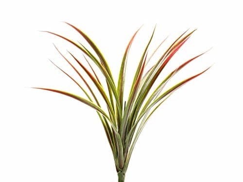 Image of Closer2Nature Artificial 45cm Yucca Plant with Red Tips- Artificial Bedding Plug Plant and Display Range, Decoration Plants for Indoors in Home, Kitchen, Lounge and Office or Outdoor Foliage