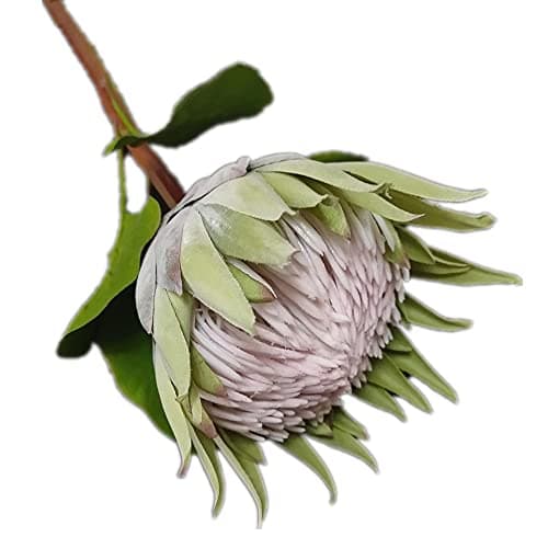 Image of Gladiolus garden 2pcs Artificial Big Protea Cynaroides SiLk Large Protea Flower Stem for Wedding Home Decorative Artificial Flowers (green)