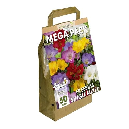 Image of GreenBrokers Big Buy MEGA Pack Freesia (Single) Summer Flowering Bulbs, Mixed Colours (50 Bulbs) Bee & Butterfly Friendly