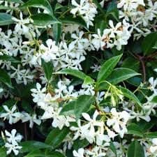 Image of Trachelospermum jasminoides Evergreen Star Jasmine Climbing Plant 1 Litre Pot