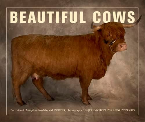 Image of Beautiful Cows