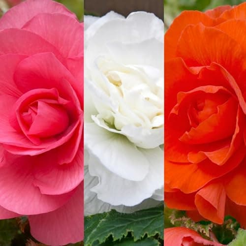 Image of Carbeth Plants - 10 x Begonia Double Pastel Mix Summer Tubers - Large Headed Flowering Perennial Bulb Corms - Garden Bulbs for Planting Outdoors - Grow in Beds, Borders and Patio Pots