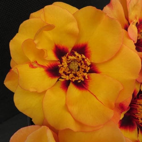 Image of YouGarden Harkness Roses George's Rose, Established 4 Litre Pot, Amber Red Eye Persica Bush, Repeat Flowering Pollinator Friendly